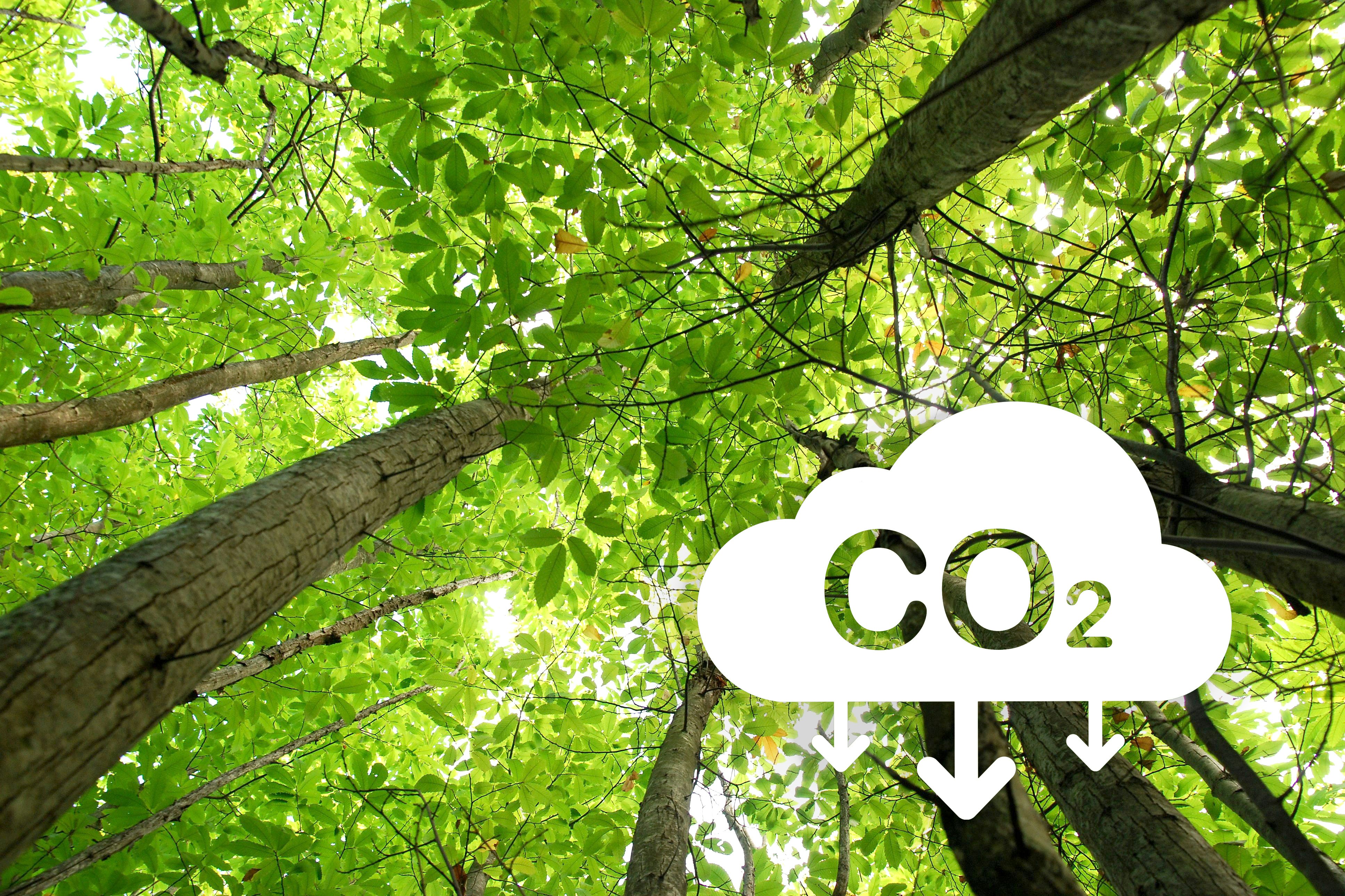 Carbon Reduction